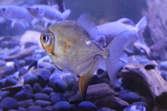 IMG_5620.JPG IMG_5620.JPG