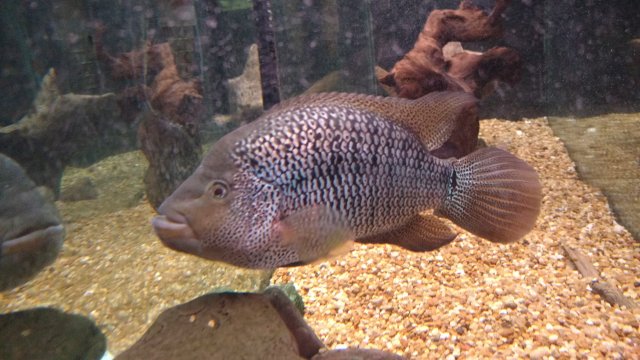 IMG_20170408_234911143.jpg