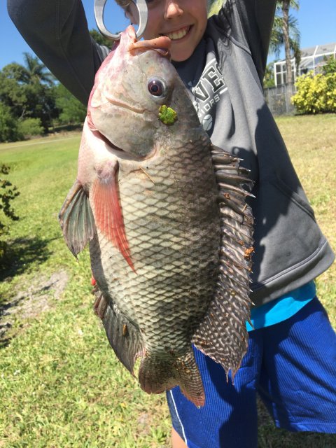 Tilapia 1 4-10-2017.jpg