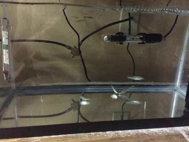 IMG_2670.JPG IMG_2670.JPG