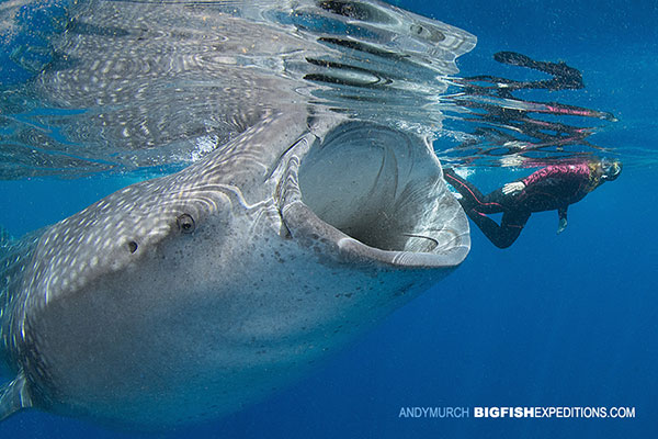 swimming_with_whale_sharks_2015_0005.jpg