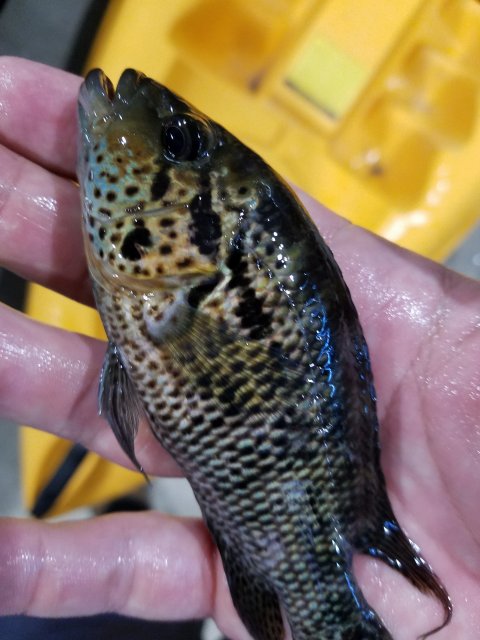 tmp_16925-20170419_212845202543003.jpg