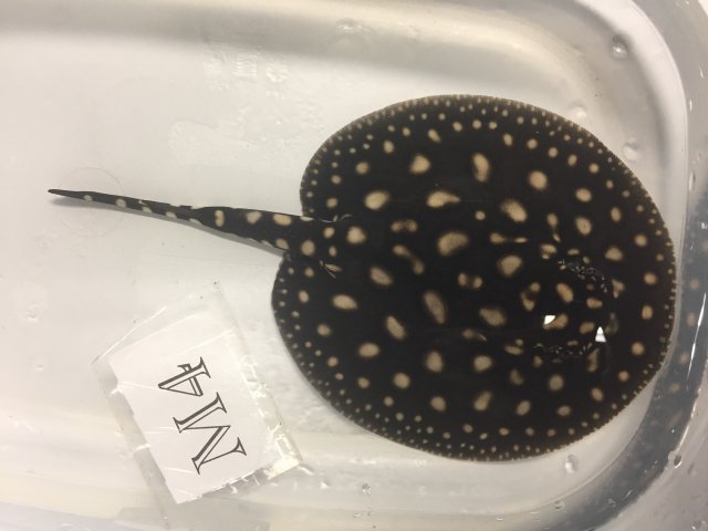 IMG_4683.JPG IMG_4683.JPG