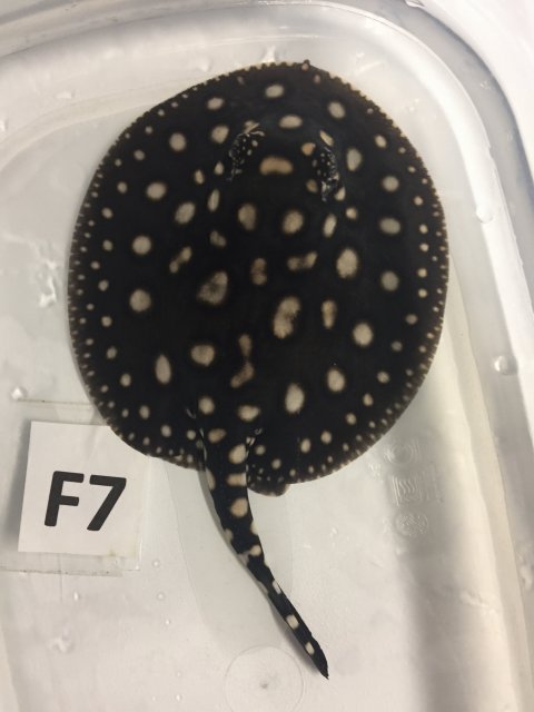 IMG_4603.JPG IMG_4603.JPG