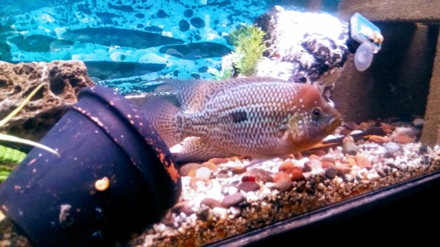 20170419_191655.jpg 20170419_191655.jpg