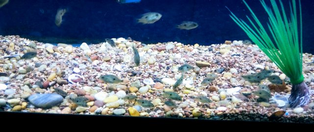 20170419_191113-1.jpg 20170419_191113-1.jpg