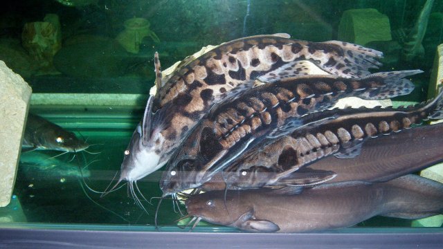 Doradidae, irwini pile 1.JPG