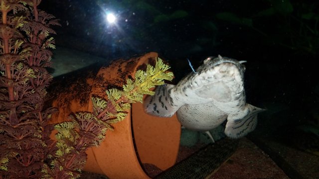 20170426_071029.jpg