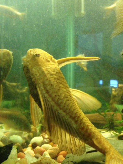 pleco1.JPG