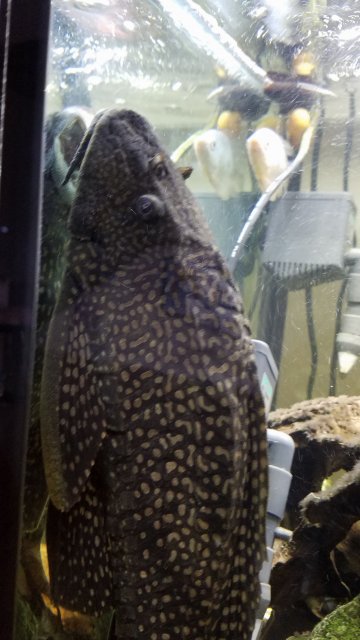 HighFin Spotted Pleco 04.jpg