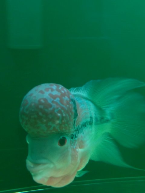 IMG_20170501_1943381_rewind.jpg IMG_20170501_1943381_rewind.jpg