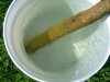 PBEggs2007041.JPG