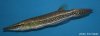 unknown_gar1.jpg