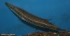 unknown_gar2.jpg