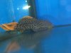 redfish 020.jpg