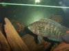 kyle fish 2 084.jpg