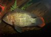 kyle fish 2 066.jpg