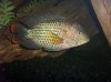 kyle fish 2 050.jpg