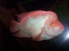 kyle fish 2 104.jpg