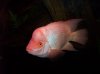 kyle fish 069.jpg