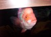kyle fish 089.jpg
