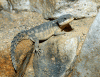 Girdle-tailed-Lizards.gif