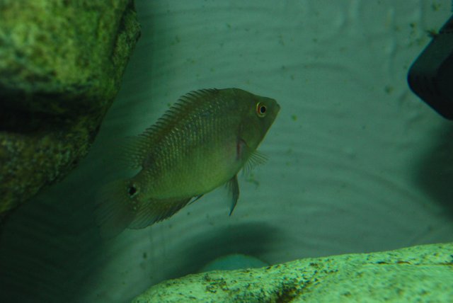 DSC_0064.JPG