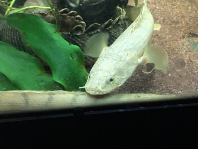 IMG_0243.JPG IMG_0243.JPG