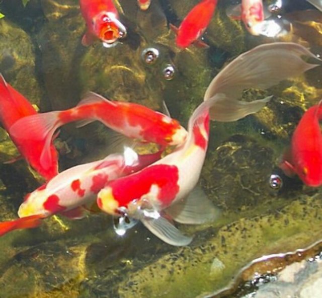 pond goldfish.jpg