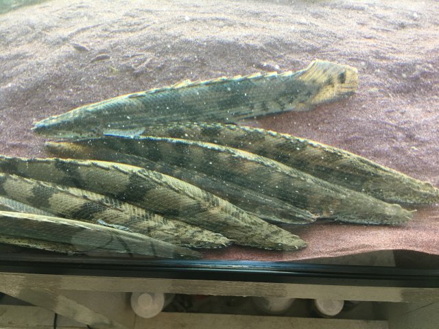 IMG_5209.JPG