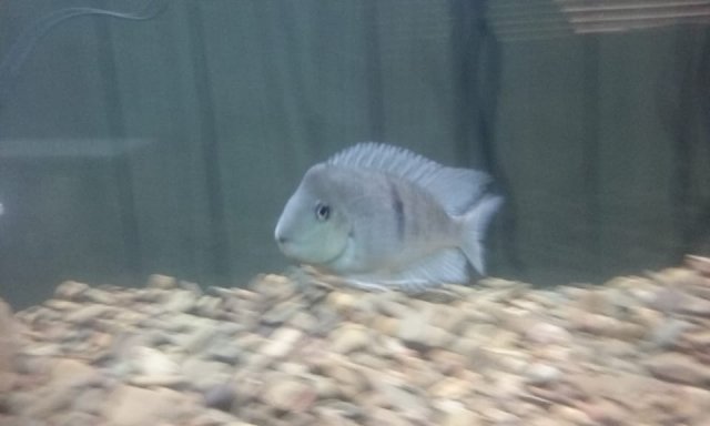 neetroplus nematopus.jpg