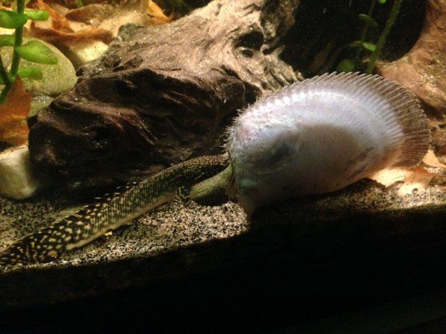 IMG_7654.JPG