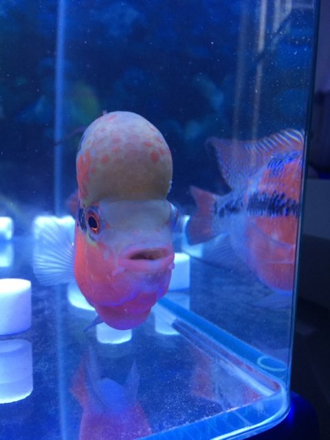 IMG_1934.JPG IMG_1934.JPG