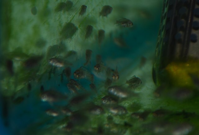 DSC_0027.JPG
