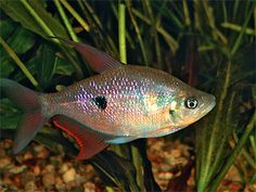 Rhoadsia Altipinna Ecuador Tetra.jpg