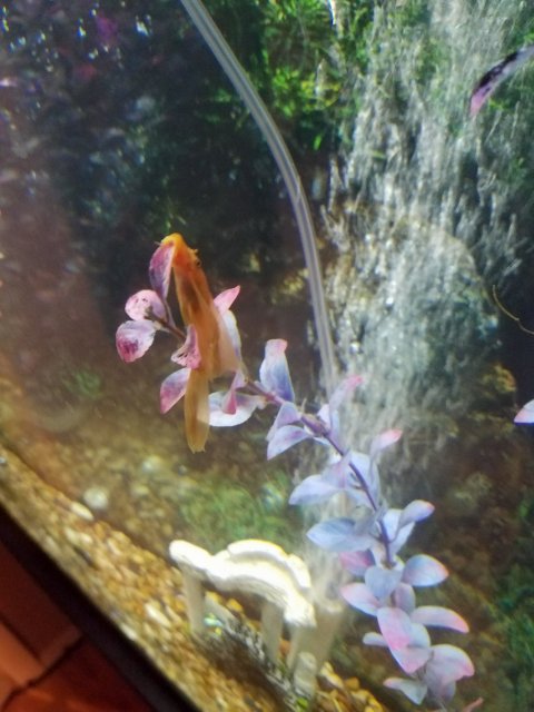 long fin super red.jpg