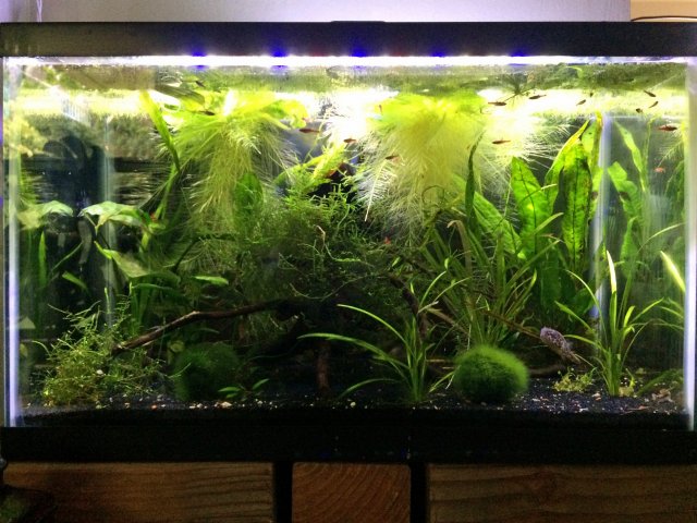 10 gallon.jpg