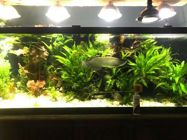 Download 85 Background Aquarium Arwana Jardini HD Terbaik