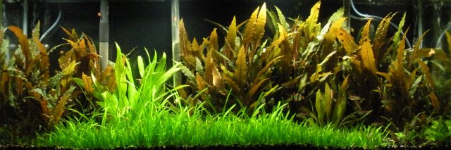55 gallon jan 2016 013.JPG