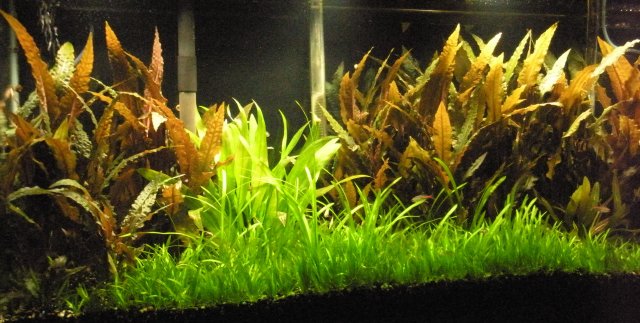 Aquarium Jan 18 004.JPG