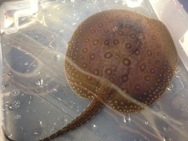 Fs Female Mini Marble Motoro Stingray 250 Nottingham Uk Pickup Monsterfishkeepers Com