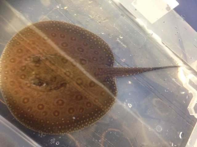 Fs Female Mini Marble Motoro Stingray 250 Nottingham Uk Pickup Monsterfishkeepers Com