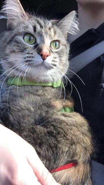 Kitten.jpg Kitten.jpg