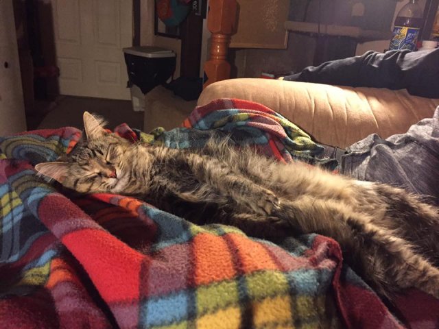 kitten2.jpg kitten2.jpg