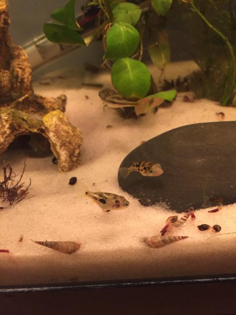 peapuffers.jpg peapuffers.jpg