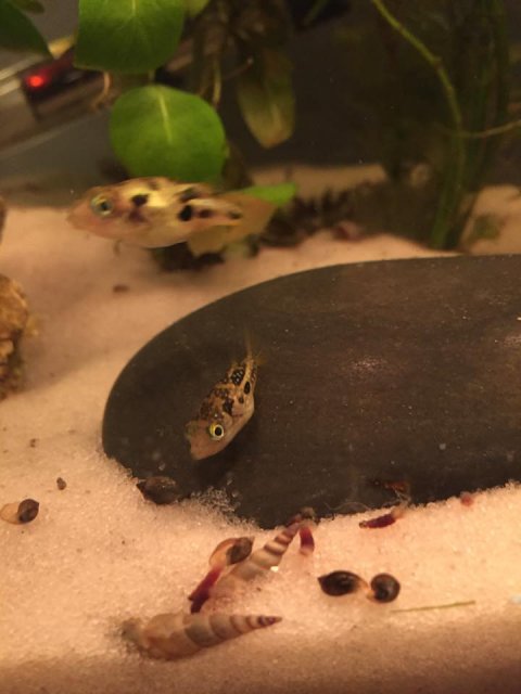 peapuffers1.jpg peapuffers1.jpg