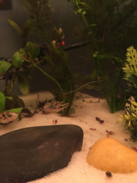 peapuffers2.jpg peapuffers2.jpg