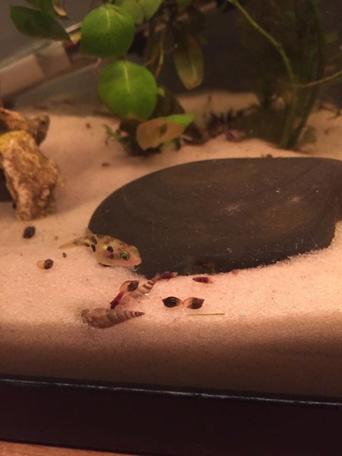 peapuffers3.jpg peapuffers3.jpg