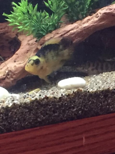 Blood parrot.jpg Blood parrot.jpg