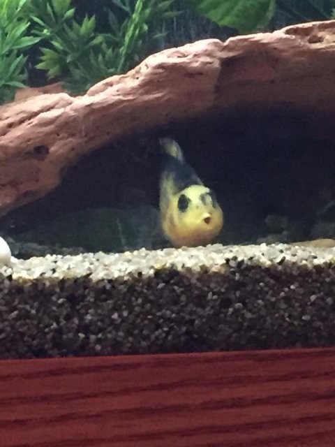 Blood parrot 2.jpg Blood parrot 2.jpg